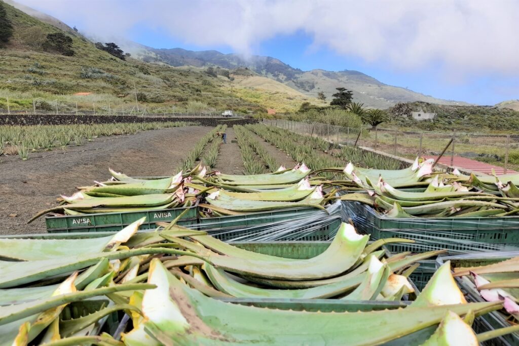 Glutatión, el antioxidante más poderoso, otro de los componentes estrella del Aloe Vera.